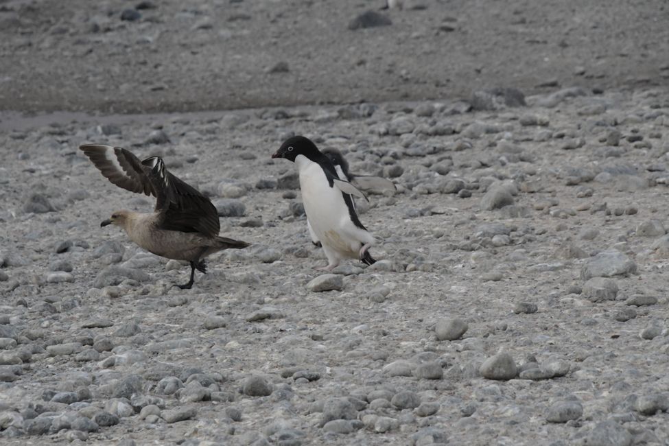 Adelie penguins chase away Skua