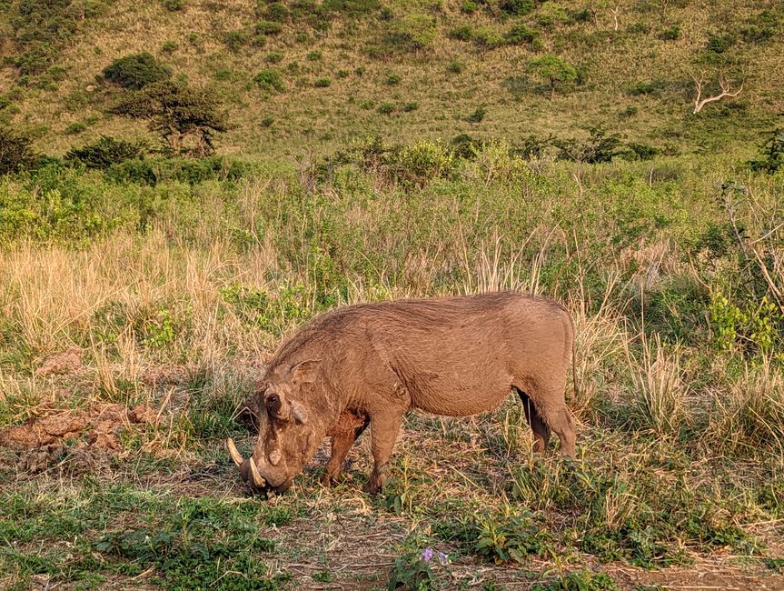 Hluhluwe-Imfolozi-Nationalparks