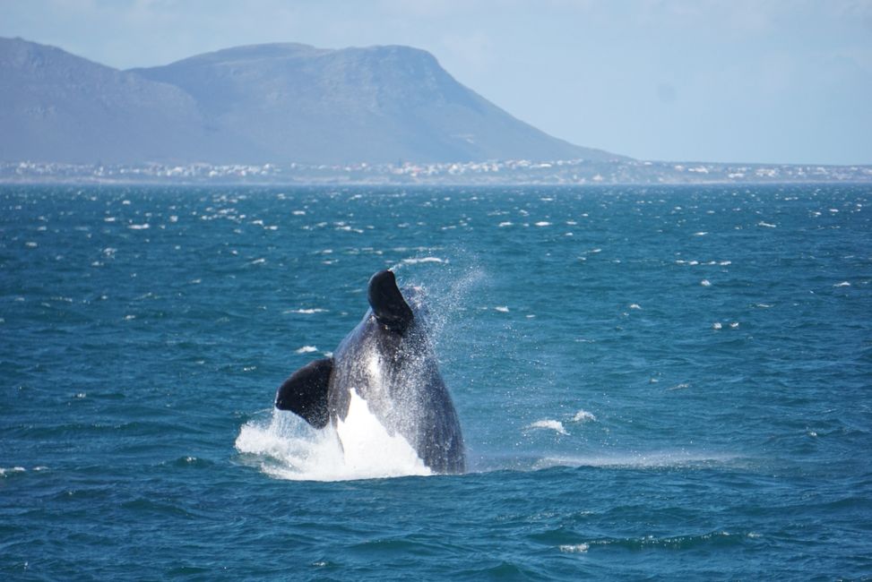 Hermanus ♥️