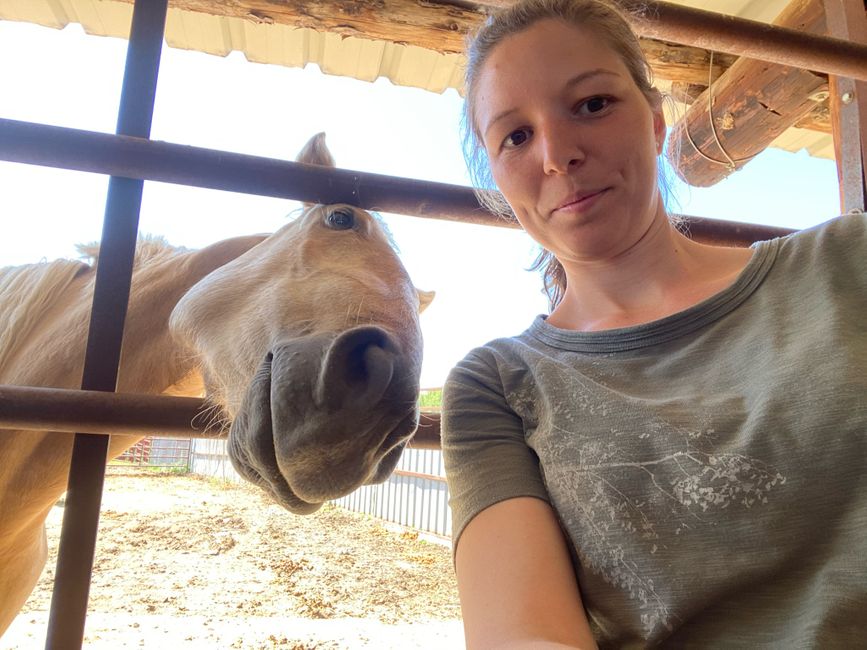 Helloooo, I'm Perla, the cheeky 2-year-old mare who always has to be in the front!