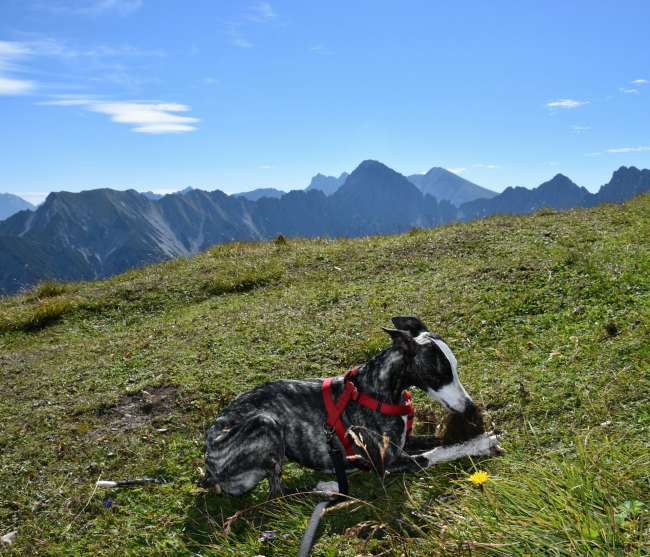A whippet on the summit