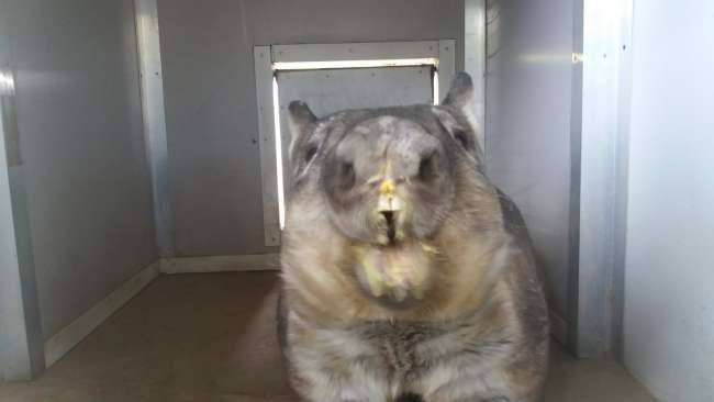 Lone pine - wombat eating