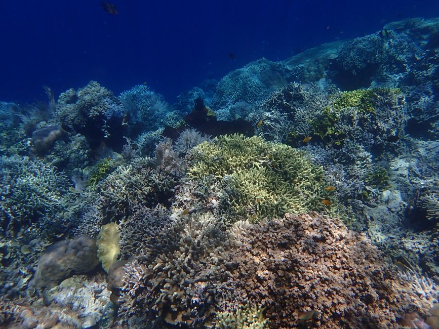 Snorkeling in Bunaken NP - Corals