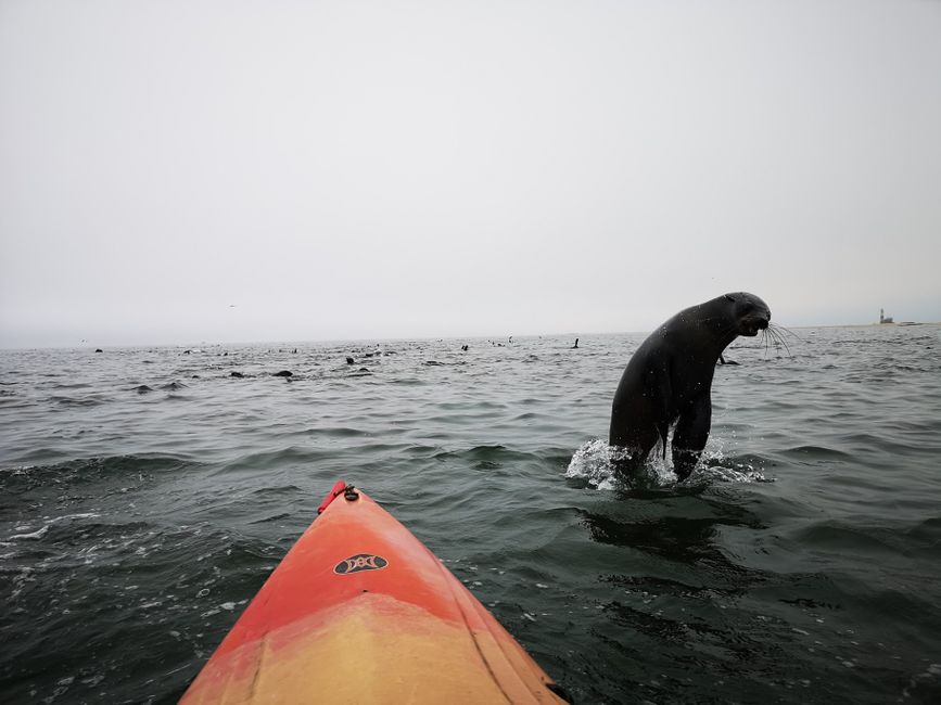 Robben-Kayaking & Sandwich Harbour