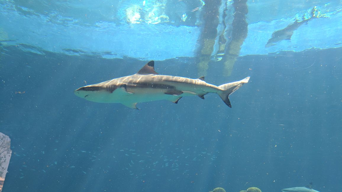 Aquaventure Waterpark - Shark Attack & Aquarium