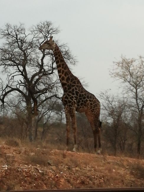 Eine Giraffe lief uns auch über den Weg 🦒