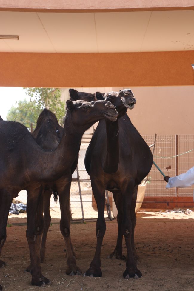 Kamelmarkt  - schwarze Kamele - noch nie gesehen