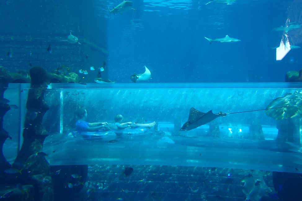 Aquarium Neptune Tower & Shark Attack Rutsche