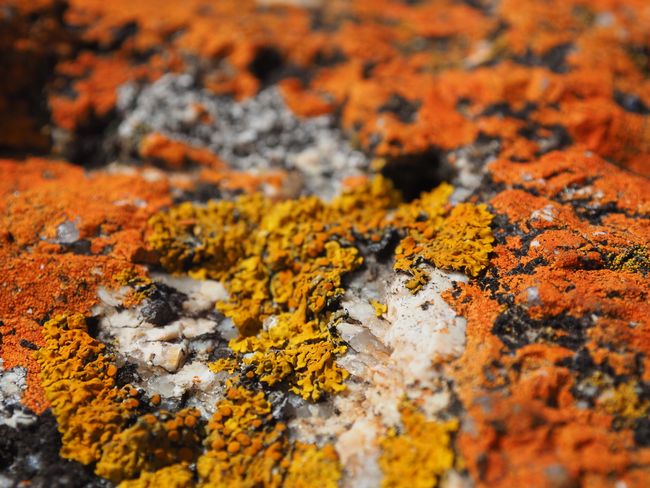 orange Flechten auf den Felsen in Bicheno