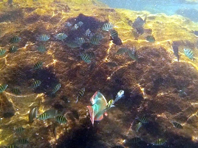 Mexico - Colorful Fish in the Yal Ku Lagoon