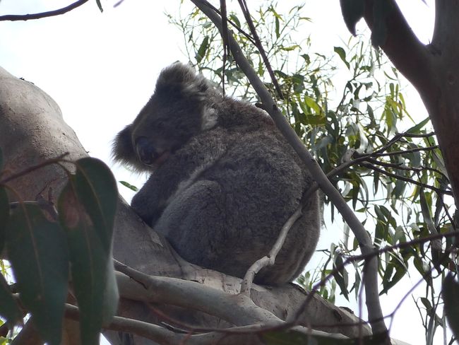 Kangaroo Island - Viele Tiere, aber wo sind bloß die Kängurus? (Australien Teil 9)