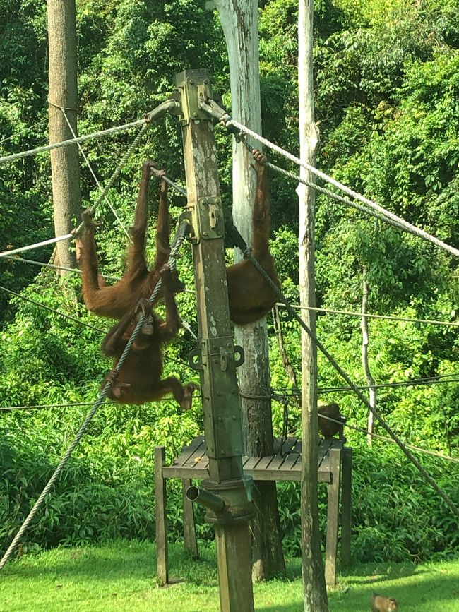 Sandakan🇲🇾 Borneon: egun bat Sepilok Orangutan 🦧 santutegian, Sun Bear Conversation Center eta Rainforest Discovery Center 🦜
