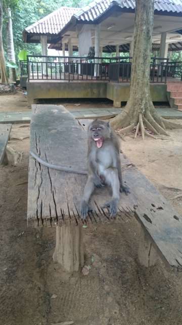 New Year on Koh Lanta... Monkeys... and wild dogs...