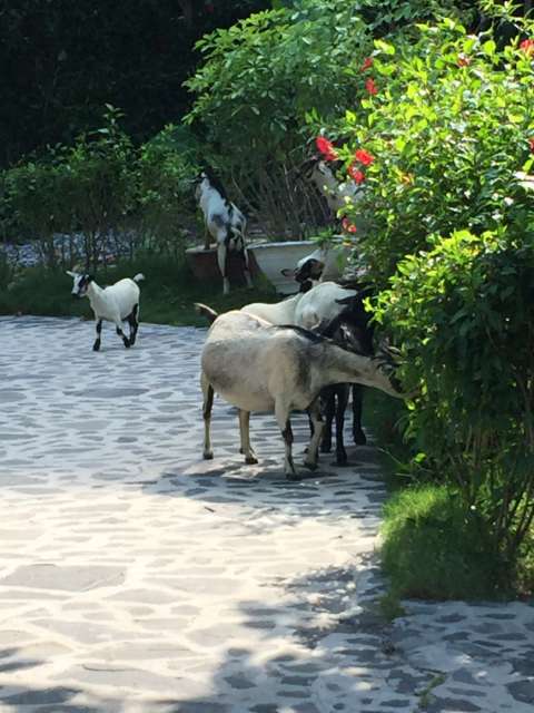 Oh no - the goats are invading and eating the bushes bare 