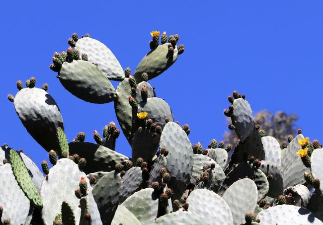 perfect climate for cacti