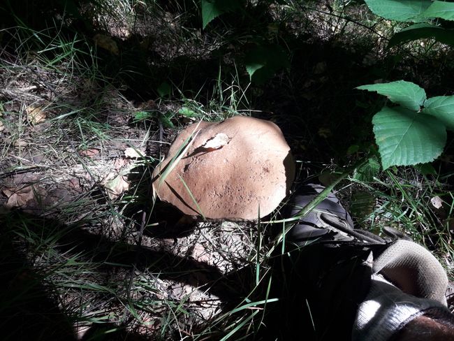 found a mushroom