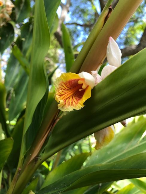 Botanischer Garten von Madeira – Botanical Garden