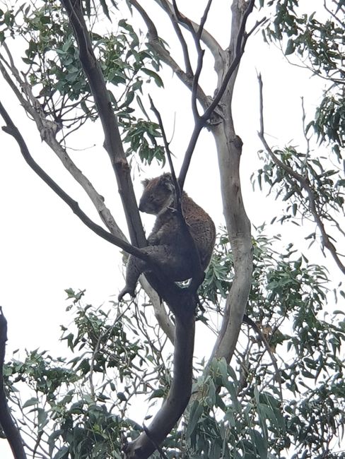 Unser 1. Koala 🤩