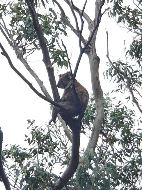 Nuestro 1. Koala 
🤩