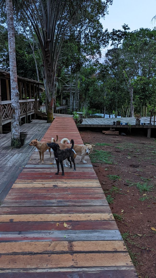 2. Día en la selva amazónica