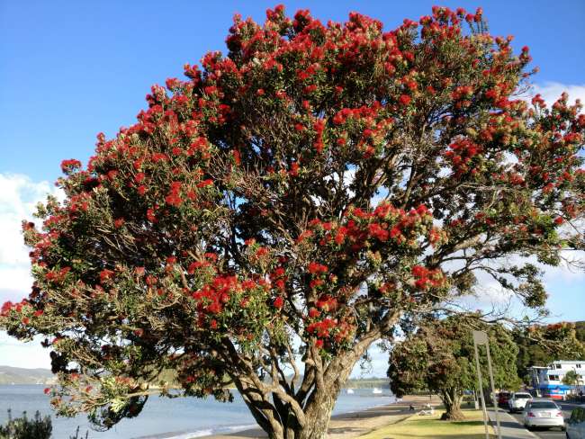 New Zealand Christmas tree