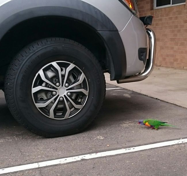 Dieser grüne Papagei begrüßte uns auf dem Mitelparkplatz