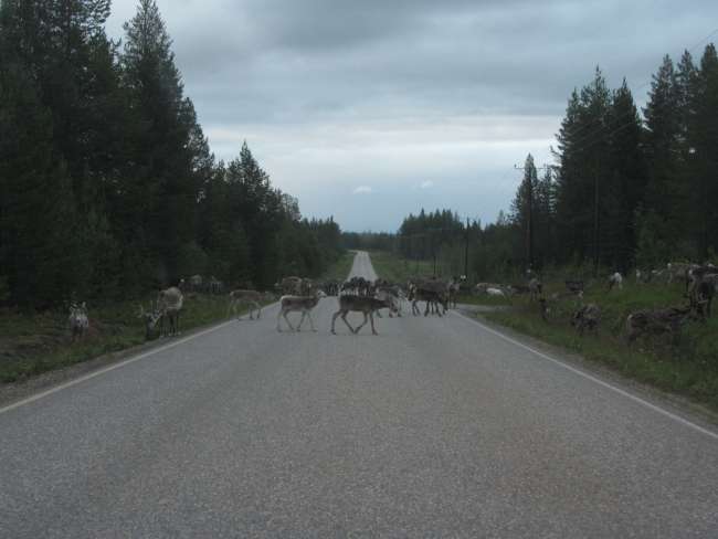 Urho Kekkosen Nationalpark-Nuortti Track - Wanderung im tiefsten Lappland
