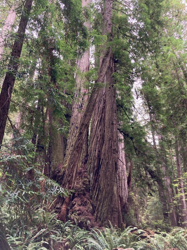 In den Redwoods