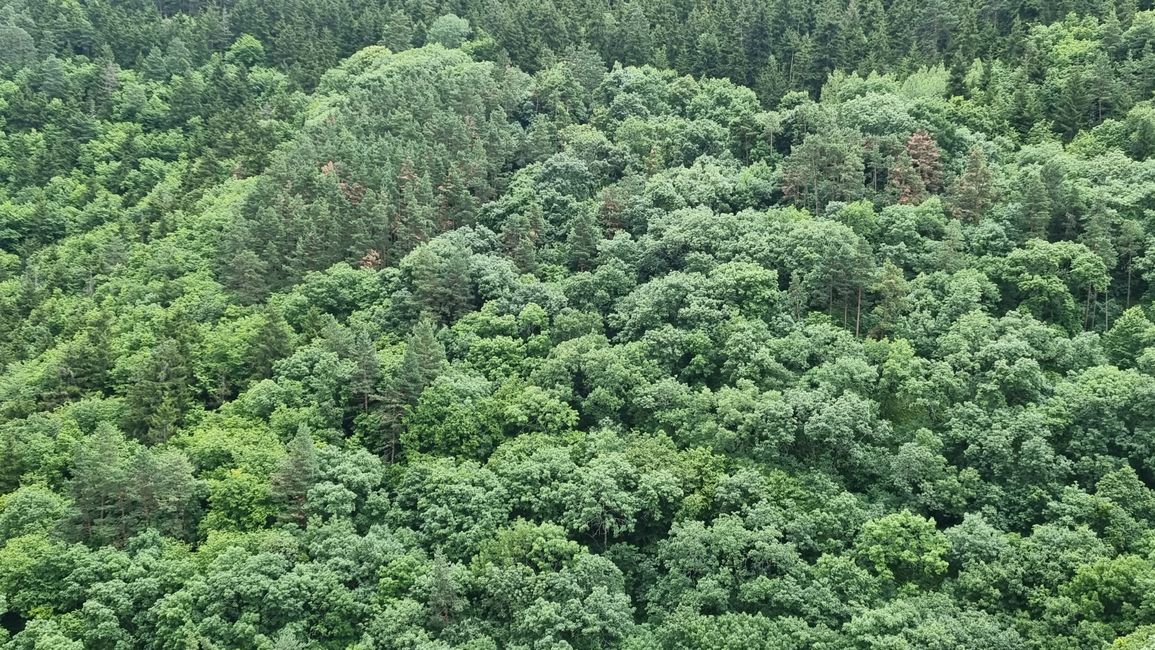 Georgische Wälder