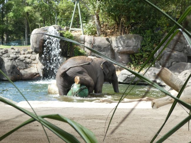 Spiel und Spass mit den Elefanten