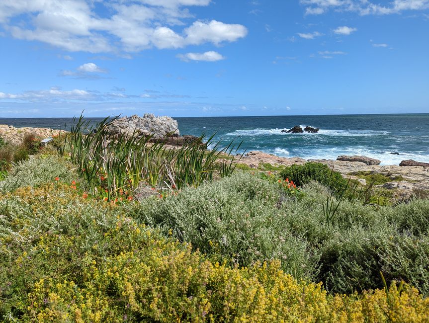 Hermanus / Cliff Path und die eigentliche "Walhauptstadt" Gansbaai