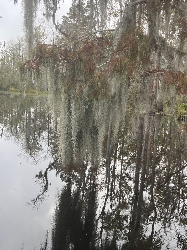 Wildes Louisiana