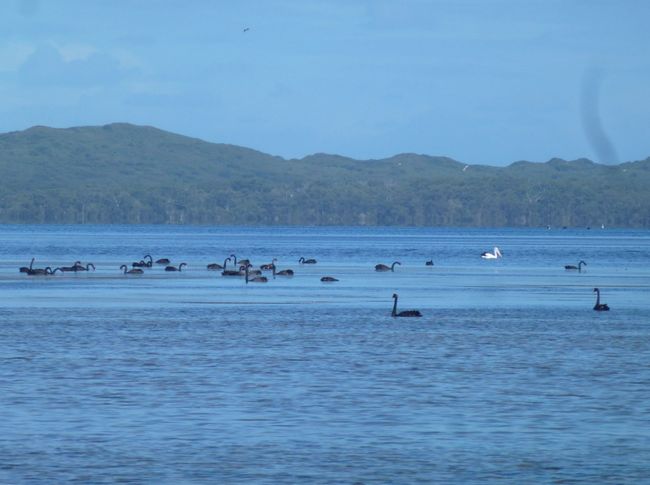 Schwarze Schwäne und australische Pelikane am Pelican Bay