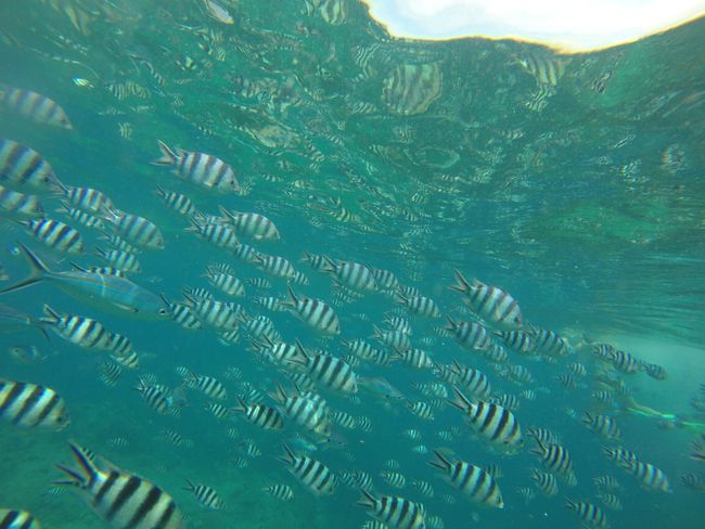 Fishiiiiis... lots of fishiiiiis.. probably zebra fish or something.. 😉