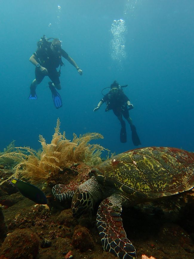 Open water diving course