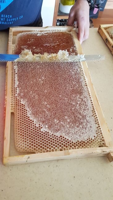 Honey still in the honeycombs. 