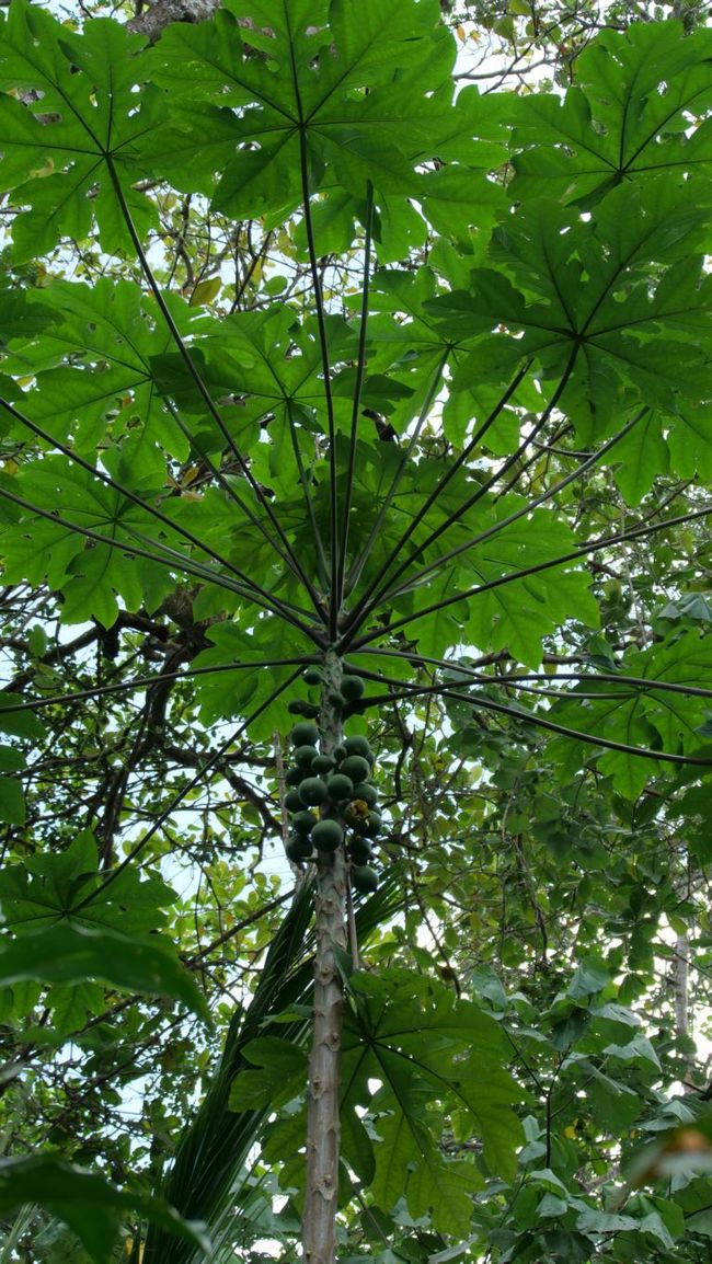 this tree species gave Cahuita its name
