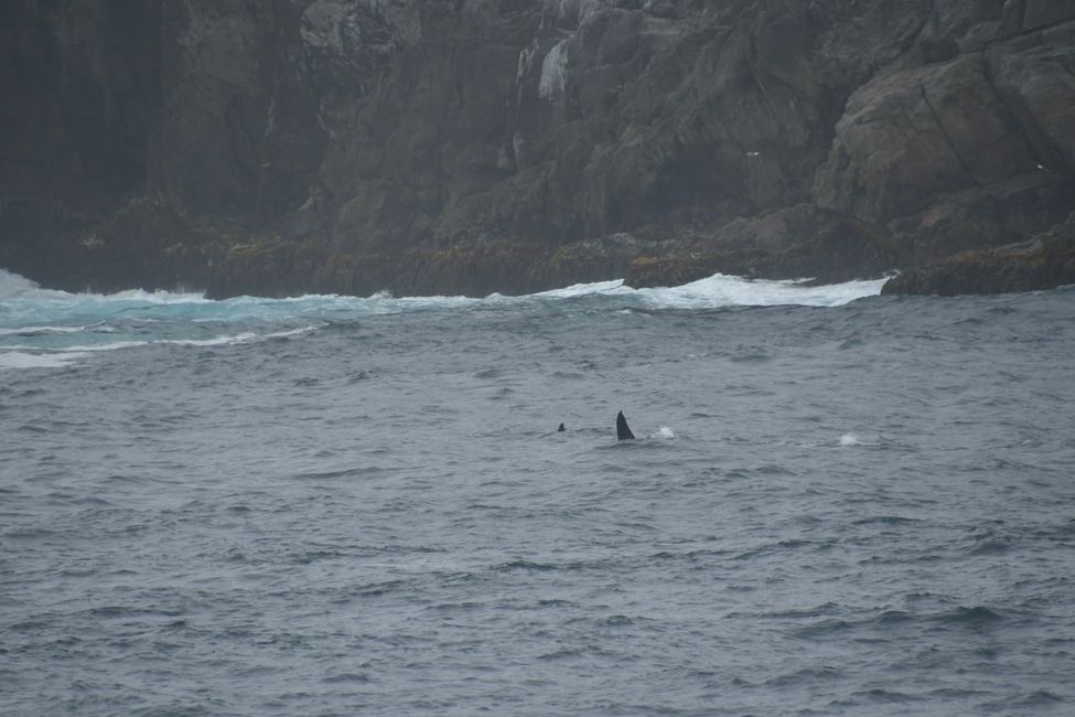 Snares Islands - Die letzten Orcas