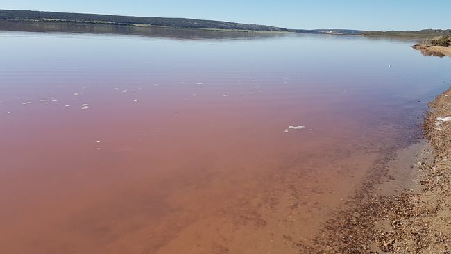 Then went to the pink lake in Port Gregory.