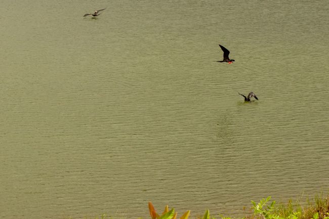 Hier säubern sich die Fregattvögel vom Salzwasser und versorgen sich zugleich mit Süßwasser. 