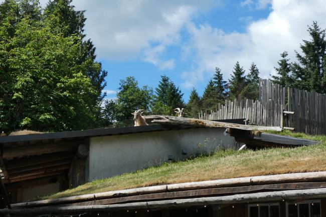 Goats on the roof in Coombs