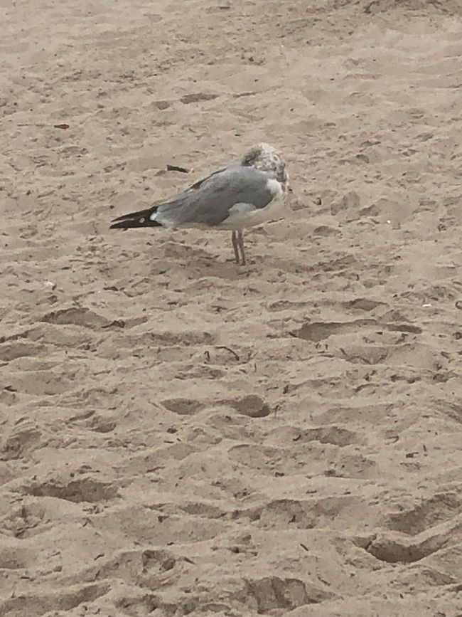 A seagull waits - for whatever