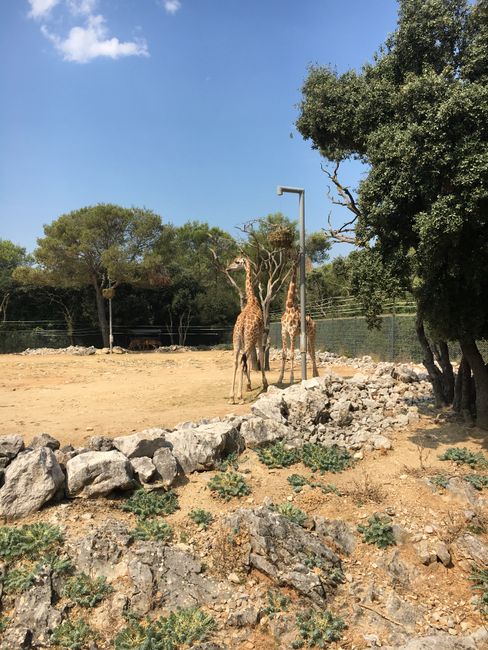 Montpellier Zoo