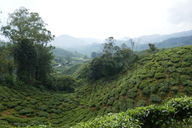 The Cameron Highlands - Surrounded by tea plantations, a moss forest, and mountains.