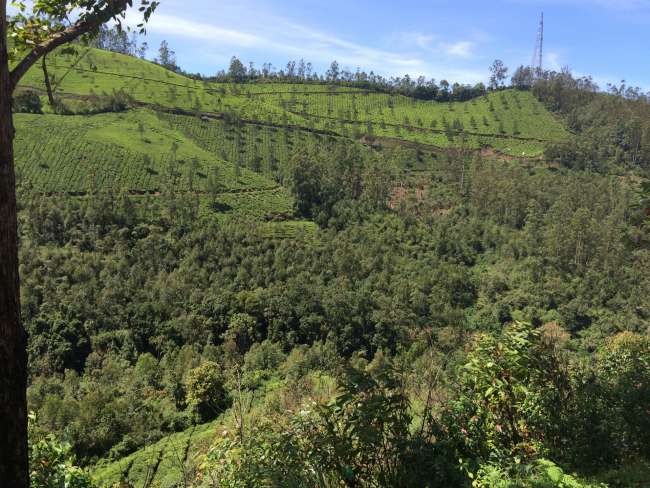Tea plantations in Munnar