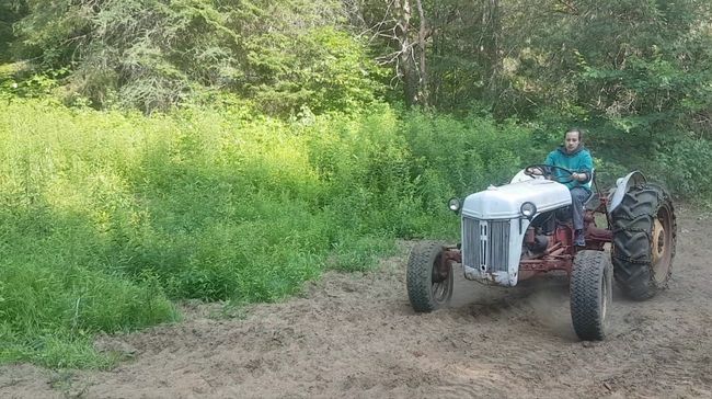 driving a 1950 Ford tractor 🚜😊