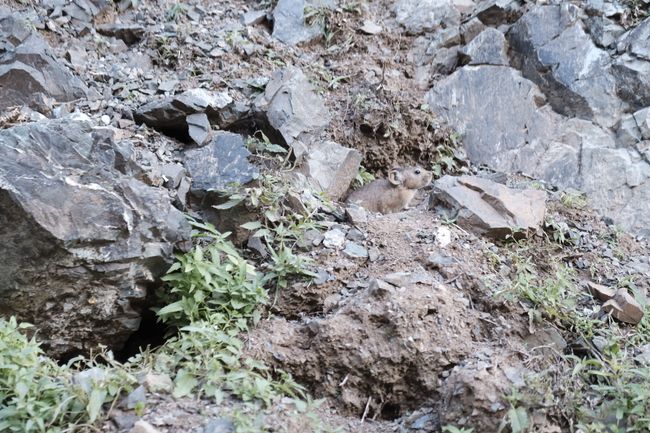 Ein Pfeiffhase im mongolischen Nationalpark