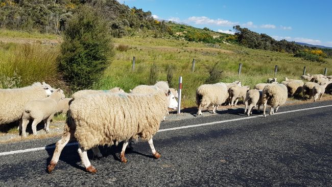 Sheep on the road