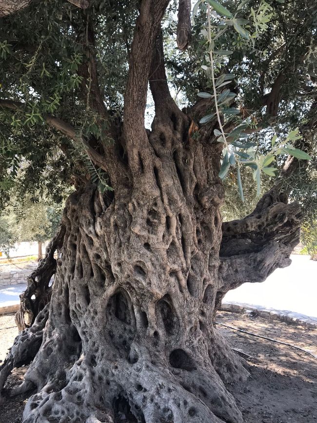 Golden Donkey Farm: ancient olive tree