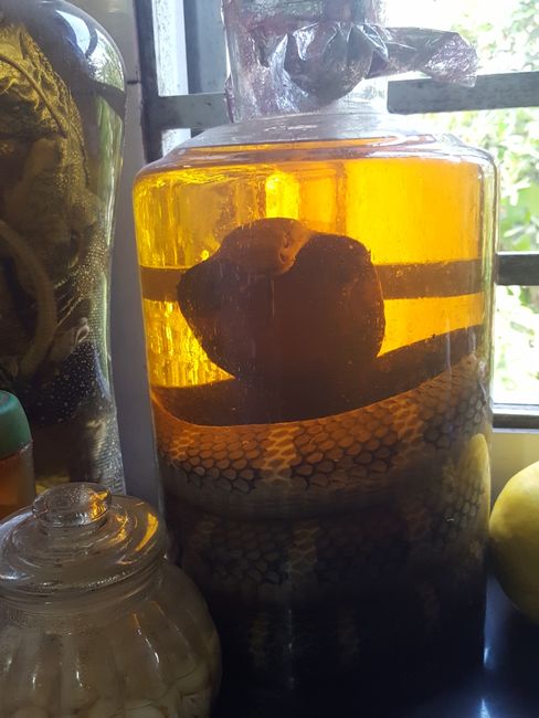 Cobra pickled in rice wine